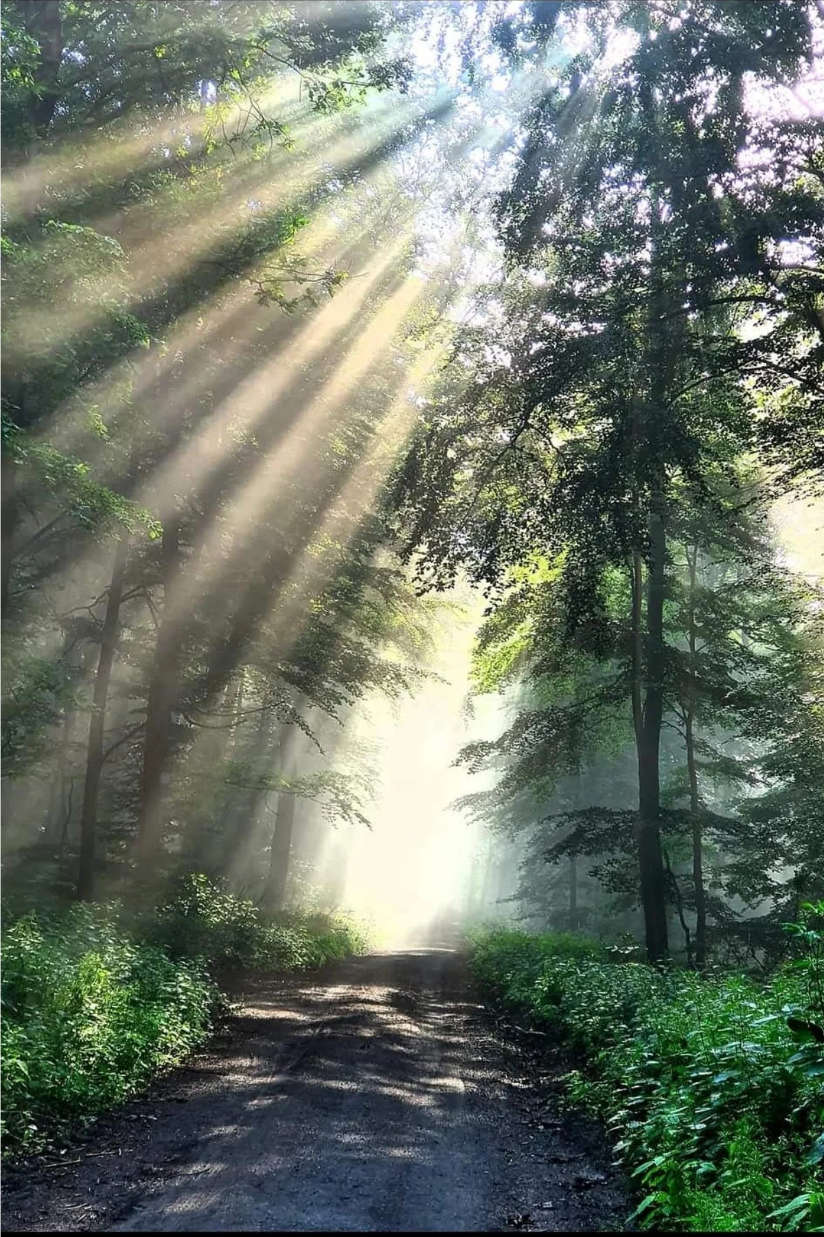 Sonnenstrahlen brechen durch Blätter- und Nadeldach der Bäume. die einen Waldweg säumen